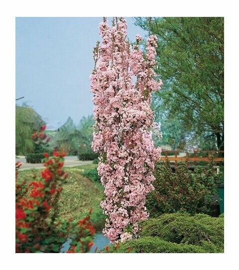 Třešeň japonská Amanogawa sloupovitá 100/120 cm, v květináči Prunus serrulata amanogawa
